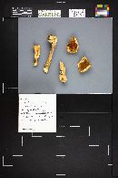 Agaricus silvicola image