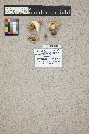 Lactarius deliciosus image