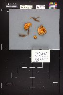 Flammulina populicola image