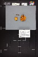 Flammulina populicola image