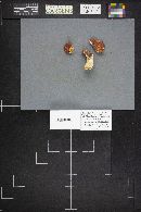 Russula maculata image