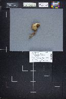 Boletus chrysenteron image