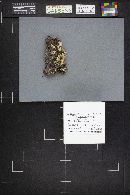 Trichaptum abietinum image