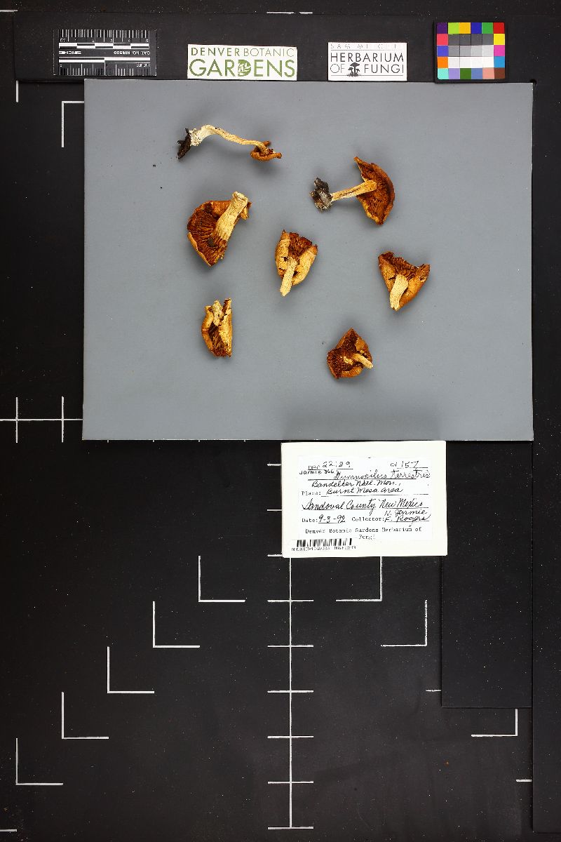 Gymnopilus terrestris image