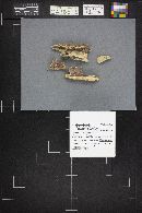 Gloeoporus dichrous image