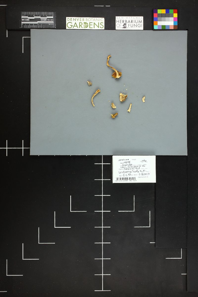 Inocybe maculata image