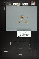 Inocybe rimosa image