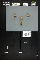 Marasmius oreades image