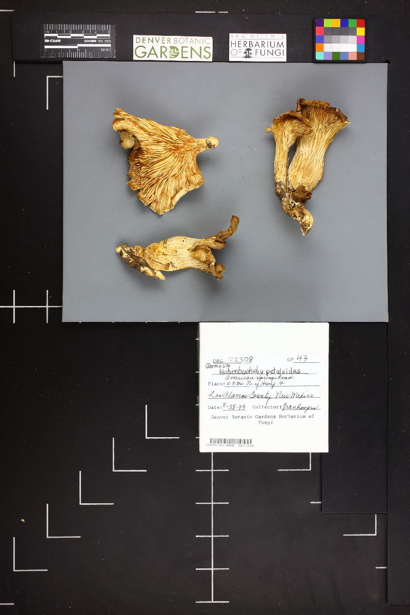 Hohenbuehelia petalodes image
