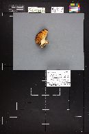 Lentinellus ursinus image