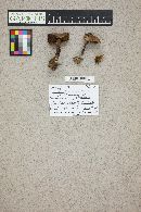 Boletus chrysenteron image
