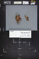 Ceriporiopsis merulinus image