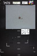 Thelephora terrestris image