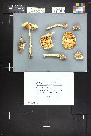 Amanita constricta image