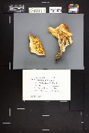 Neolentinus ponderosus image