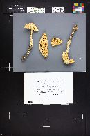 Amanita magniverrucata image