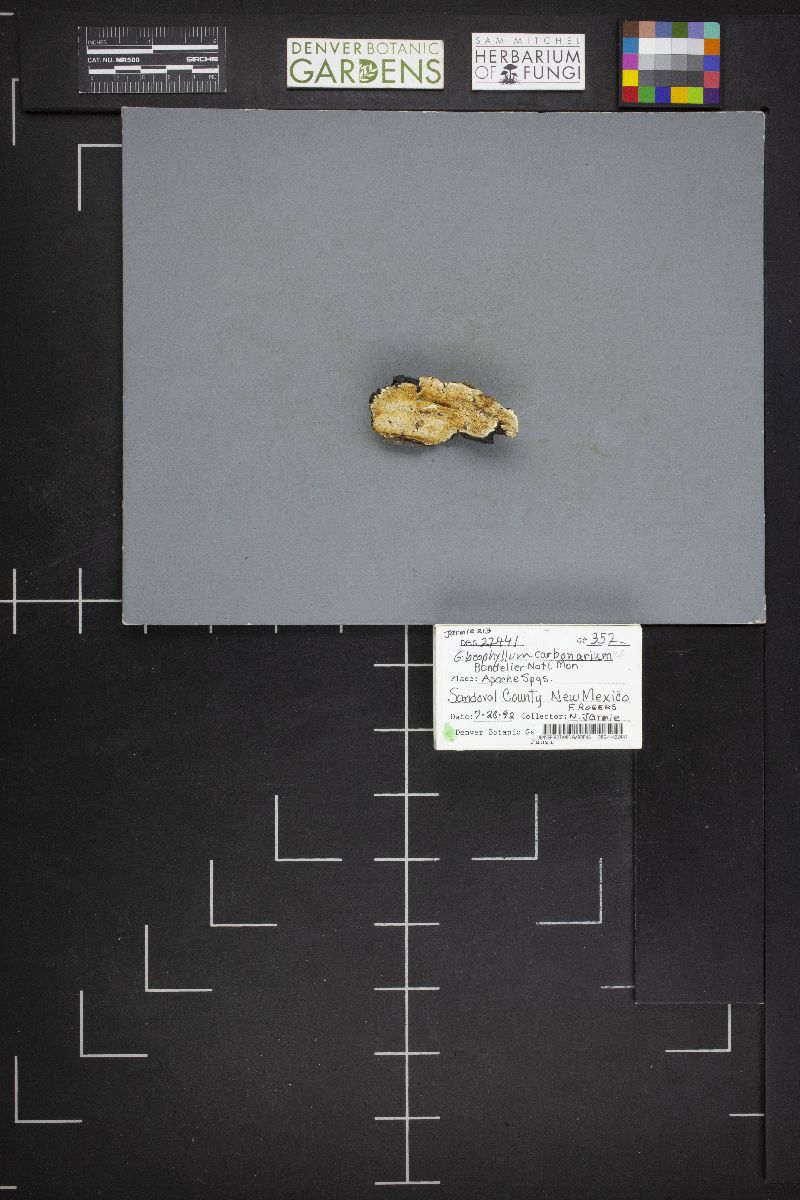 Gloeophyllum carbonarium image
