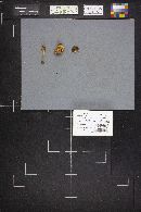 Phylloporus rhodoxanthus image