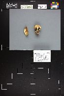 Cortinarius calochrous image