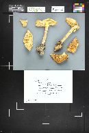 Amanita caesarea image