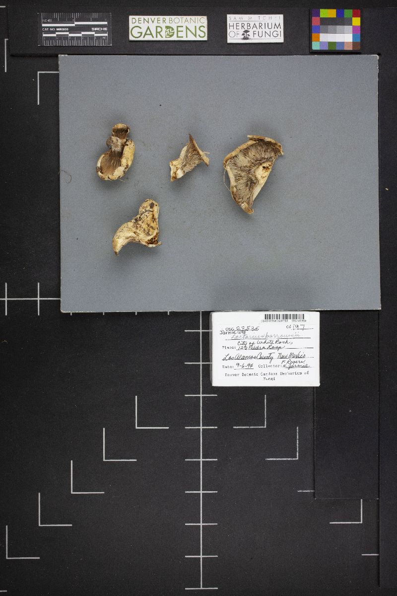 Lactarius barrowsii image