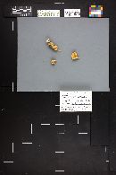 Hohenbuehelia petaloides image