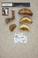 Boletus haematinus image