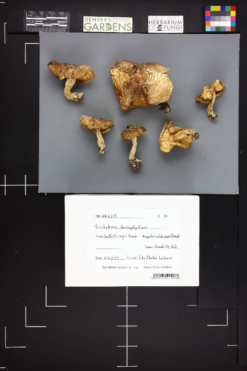 Tricholoma leucophyllum image