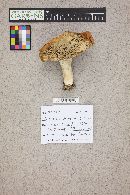 Russula decolorans image