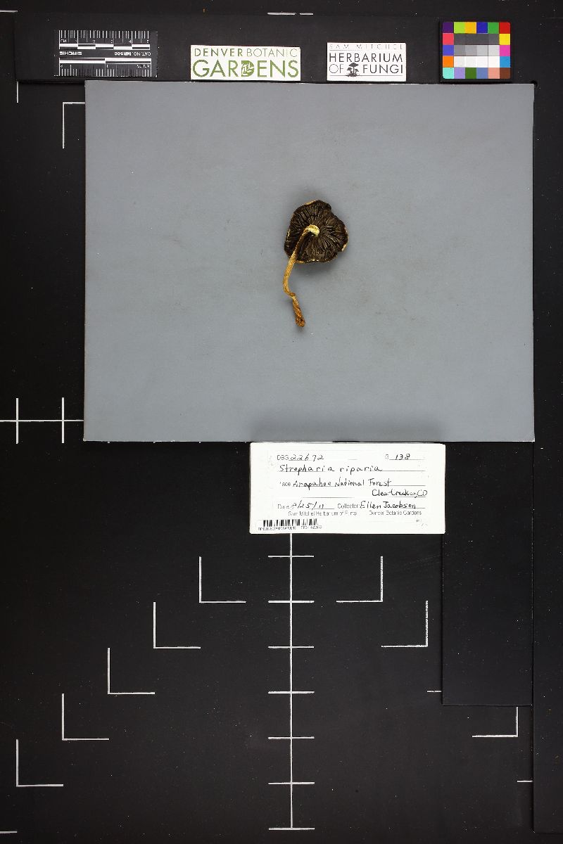Stropharia riparia image