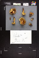 Pholiota squarrosa image