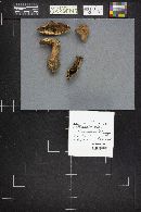 Boletus pulcherrimus image