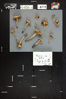 Marasmius oreades image