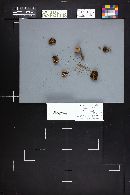 Hebeloma populinum image
