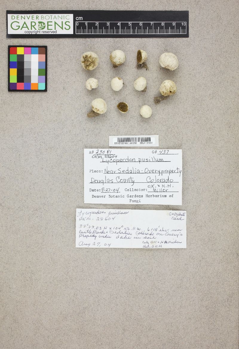 Lycoperdon pusillum image