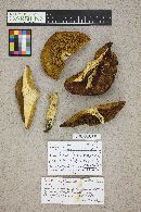 Boletus subtomentosus image