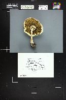 Lepiota lilacea image