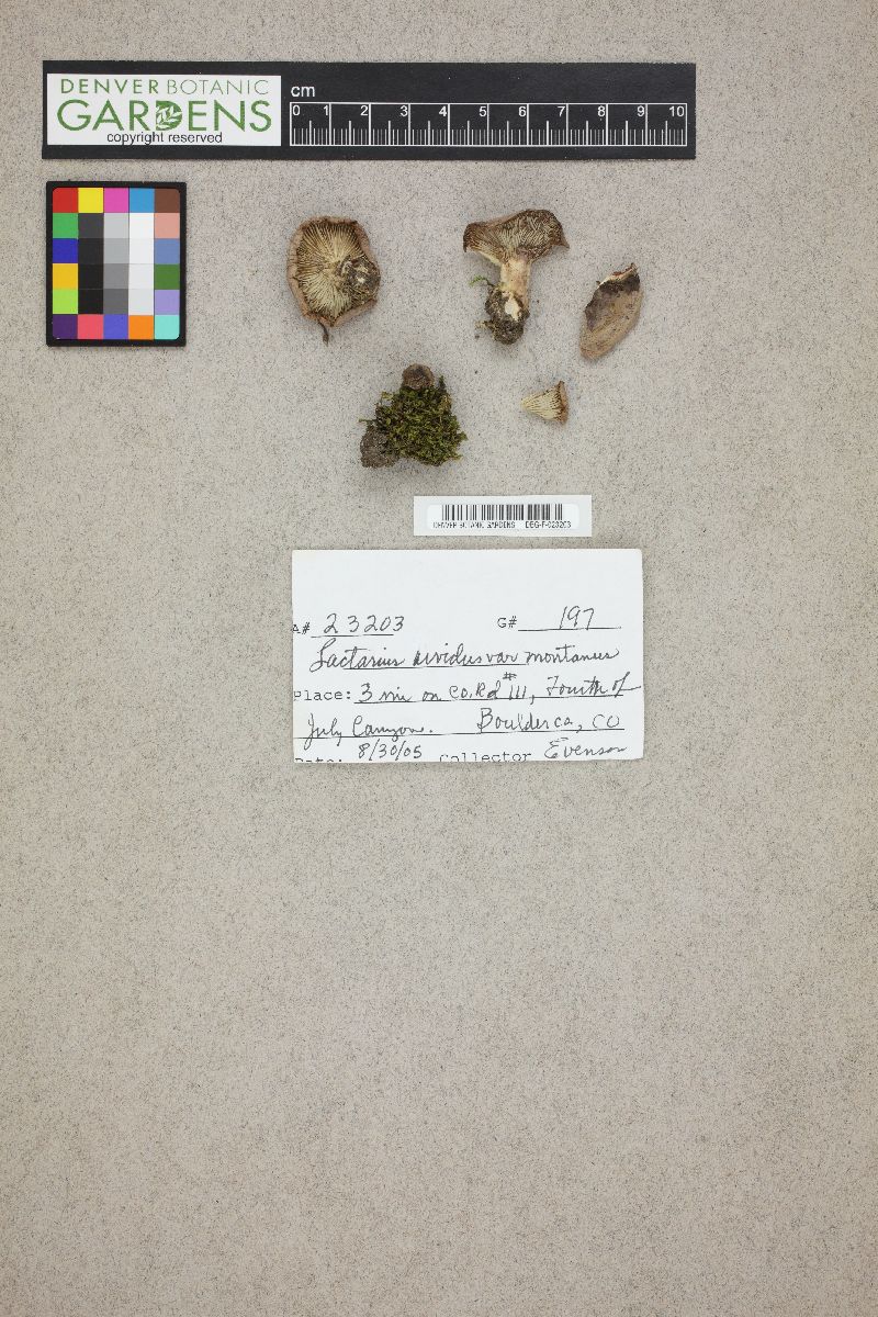 Lactarius montanus image