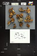 Lyophyllum decastes image