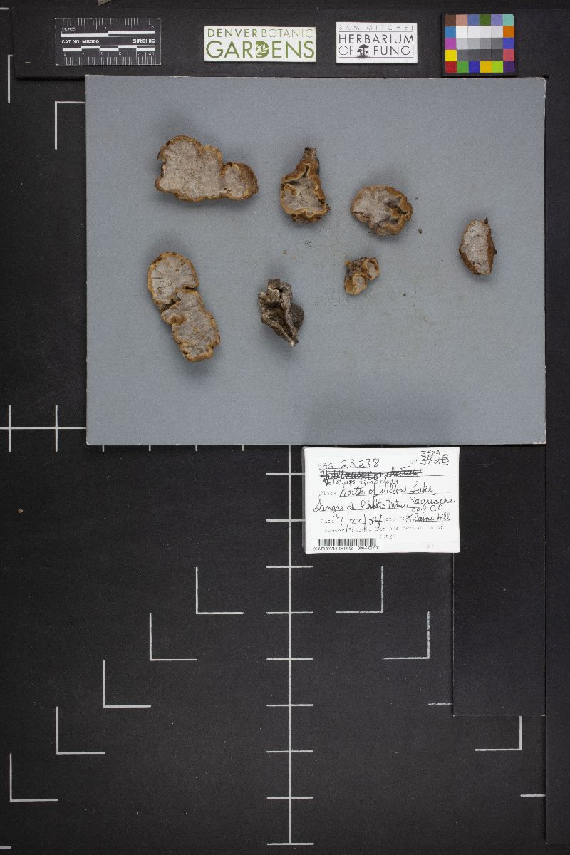 Veluticeps fimbriata image
