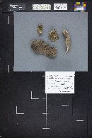 Scutellinia patagonica image