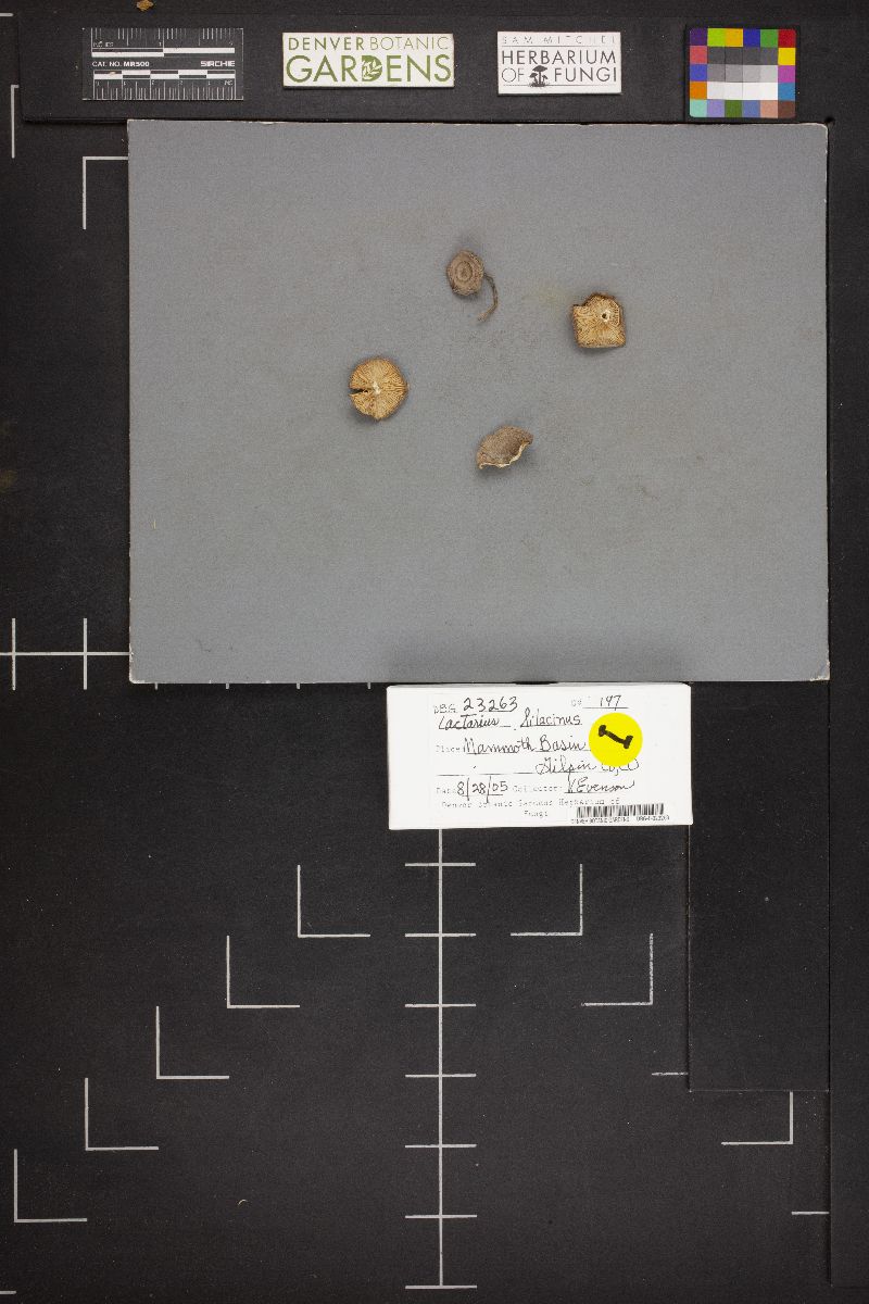 Lactarius lilacinus image