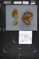 Polyporus leptocephalus image