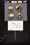 Agaricus bernardii image