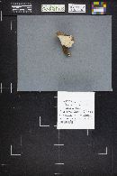 Polyporus brumalis image