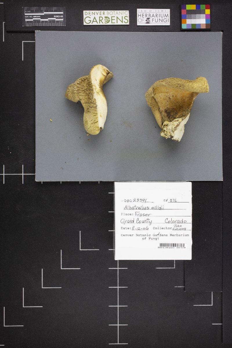 Albatrellus ellisii image