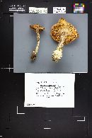 Amanita populiphila image