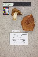 Russula decolorans image