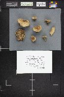 Lactarius rubrilacteus image