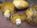 Suillus pseudobrevipes image